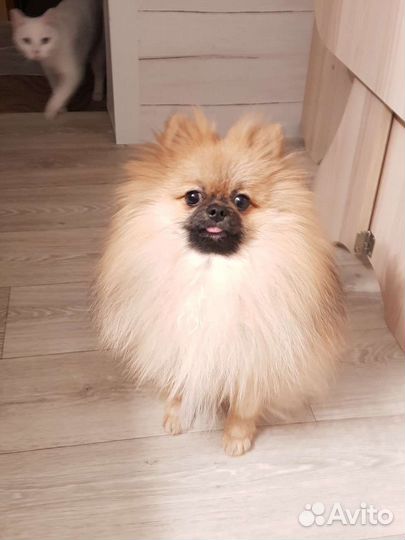 Мини шпиц вязка