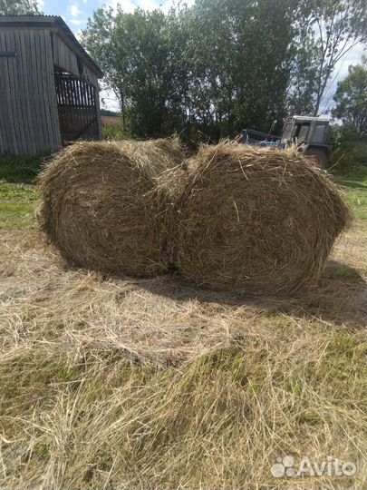 Продам сено в рулонах свежий укос