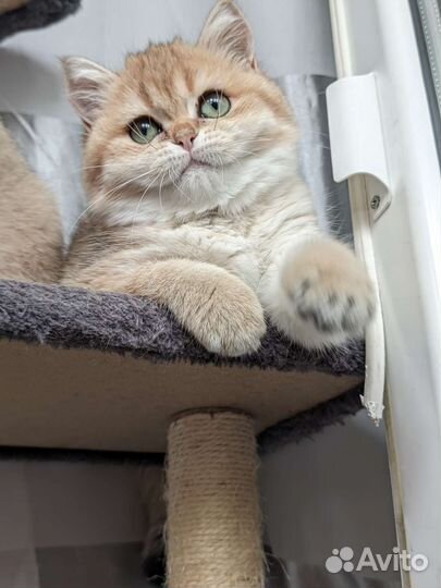 Котёнок британской шиншиллы Ny 11