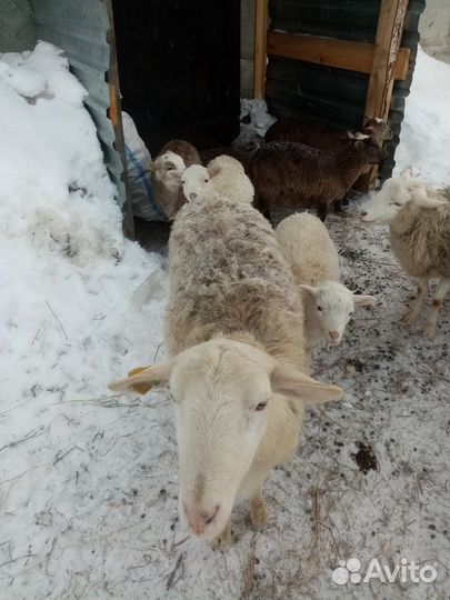 Овцы бараны