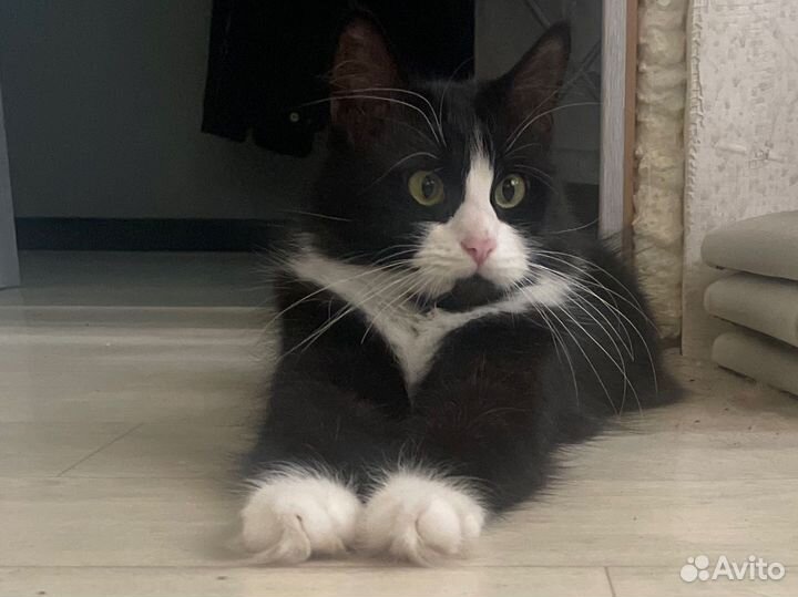 Кошки мэйкун