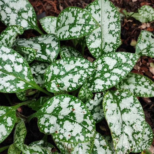 Медуница пятнистая. Бадан