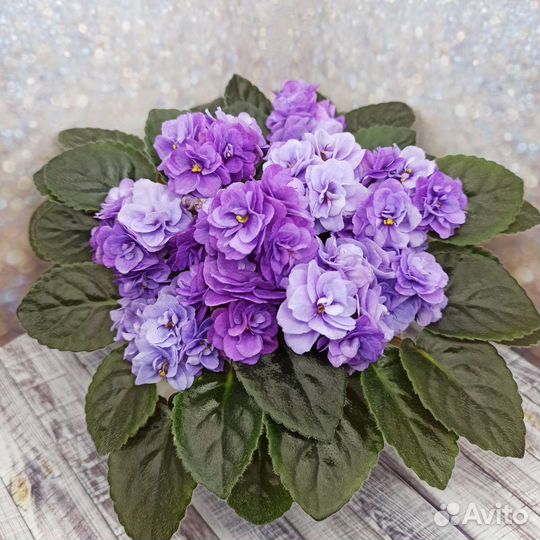 Фиалки Черенки почтой