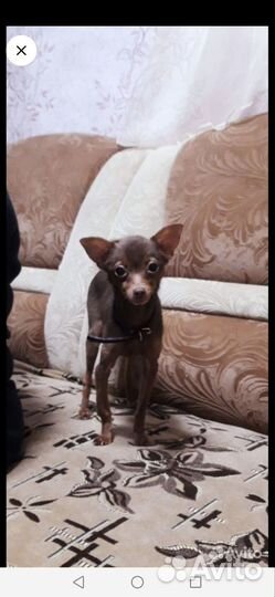 Микро той-терьер