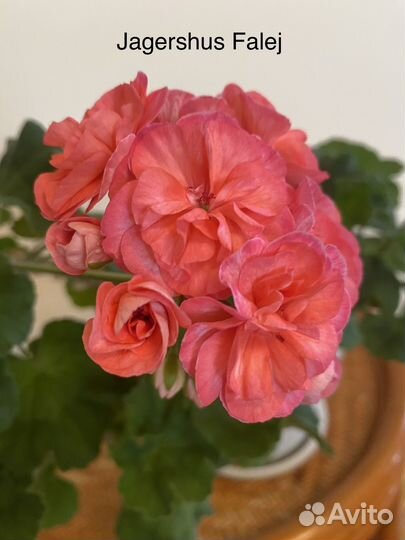 Пеларгония Jagershus Faley
