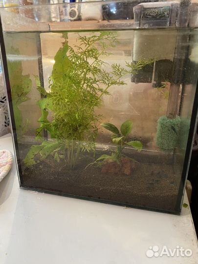 Аквариум с креветками