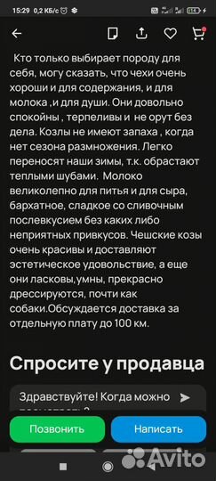 100% Чехи Козочка 28.01.24 и два козлика 08.02