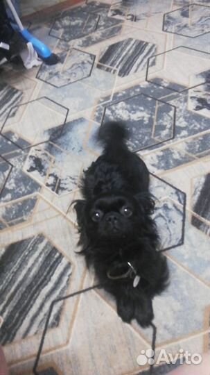 Продам 2 девочек. Миленькие маленькие красотки