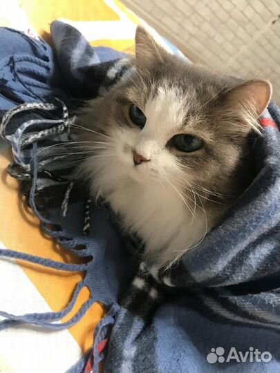 Передержка котов/кошек на время отпуска