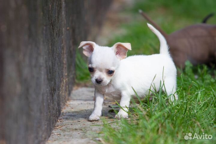 Чихуахуа щенки мини и стандарт от 15т