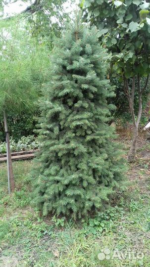 Ели голубые