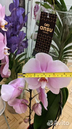 Орхидея подарочный каскад