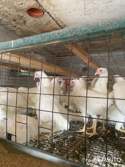 Куры несушки