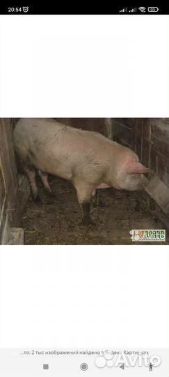 Хряк Ландрас