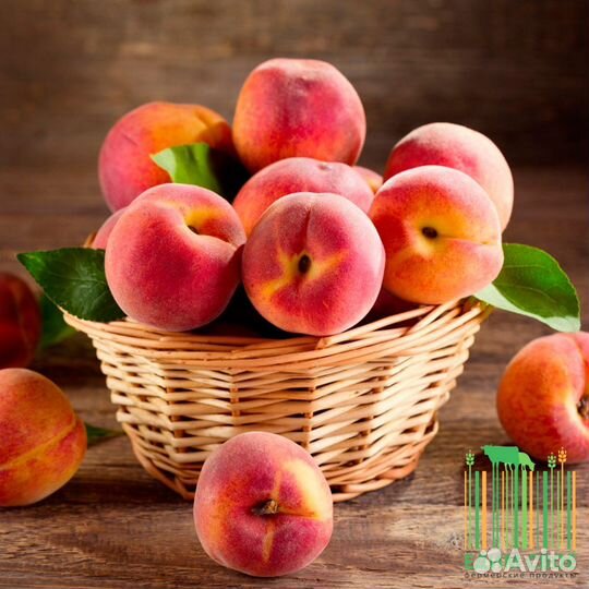 Саженцы морозостойких персиков