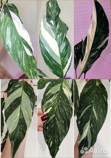 Вариегатный спатифиллум Даймонд, комнатные цветы