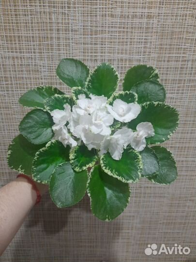 Фиалки сортовые