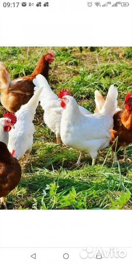 Куры,Петухи