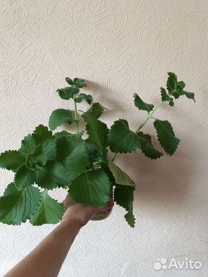 Большие черенки комнатной мяты