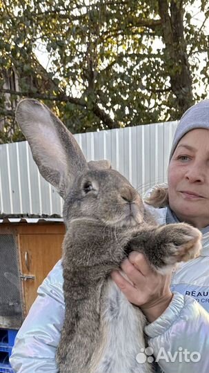 Кролики породы великан и ризен