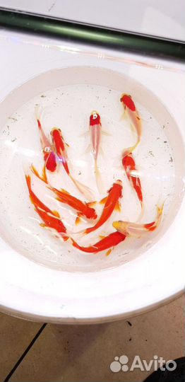 Прудовая рыба - Карп кои