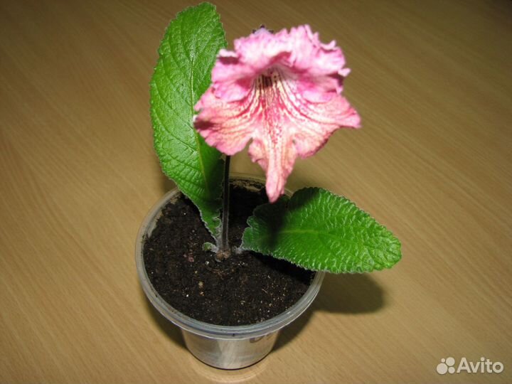 Стрептокарпус Listy