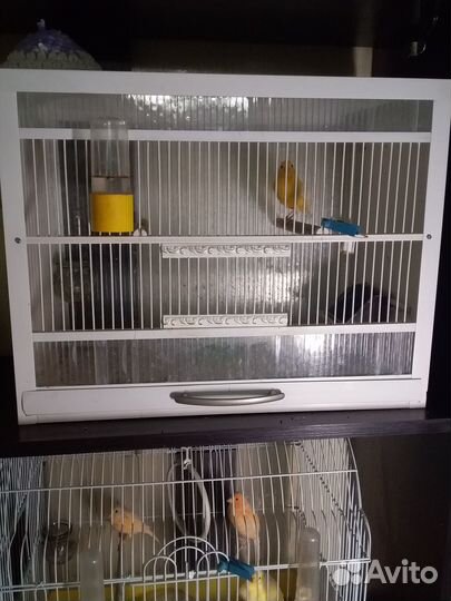 Клетка для птиц бу