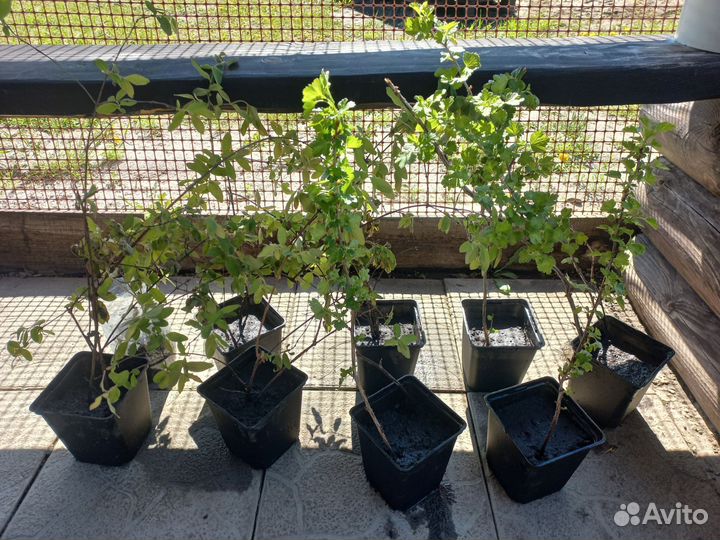 Саженцы смородины