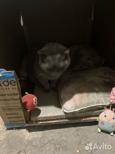 Котята бесплатно