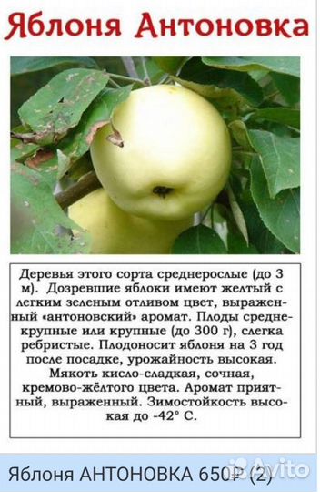 Саженцы яблони плодовых деревьев Антоновка Услада