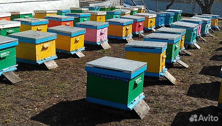 Пчелосемьи