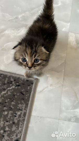 Вислоухие котята