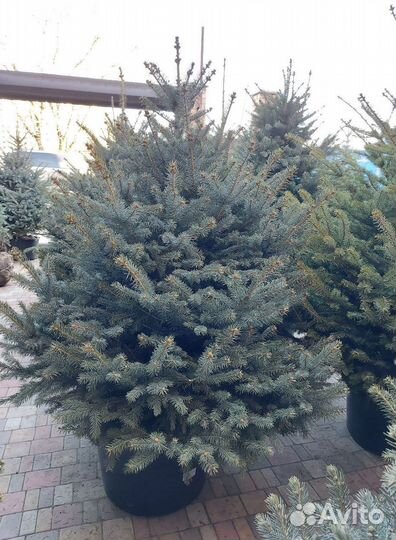 Ель живая в горшке 1.2м