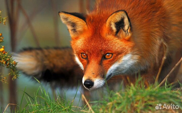 Манок Hubertus на лису - мышиный писк