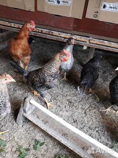 Петушки разных пород