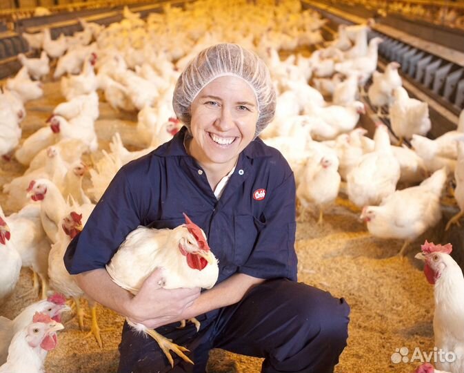 Разнорабочий на птицефабрику