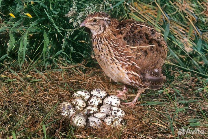 Яйца перепелиные домашние