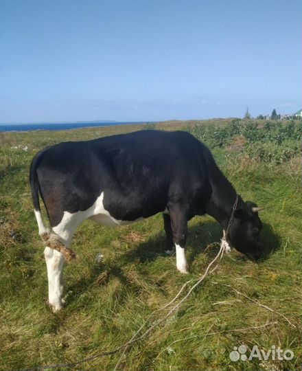 Телки на мясо