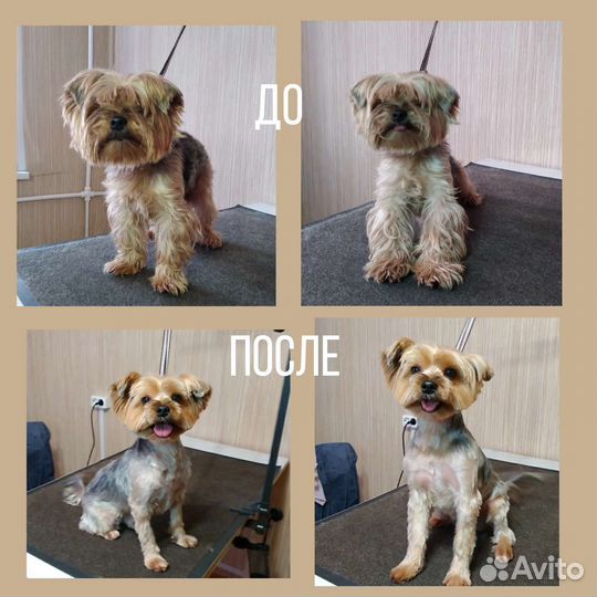 Груминг собак и кошек, чистка зубов