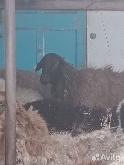 Овцы, ягнята