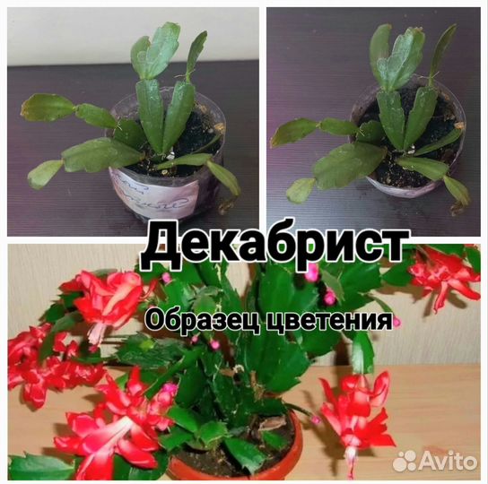 Комнатные цветы