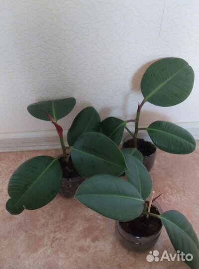 Фикус Робуста