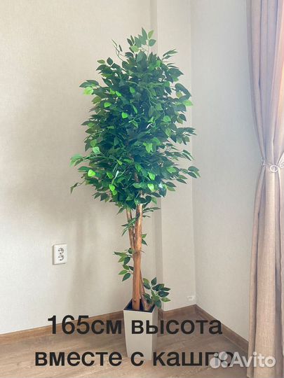 Декоративное дерево фикус Бенджамина