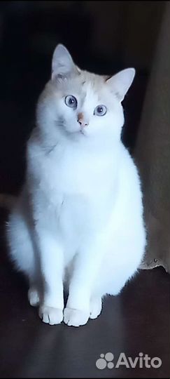 Котик в дар бесплатно