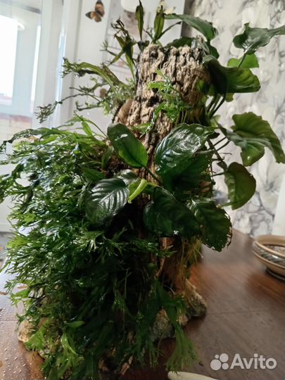 Растения для аквариума