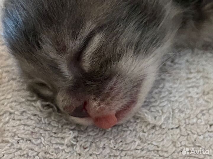 Маленькие котята