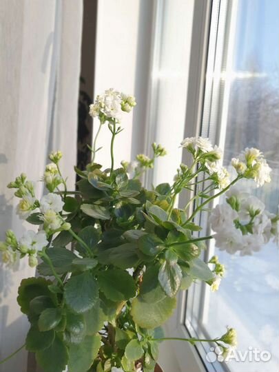 Комнатные цветы каланхоэ