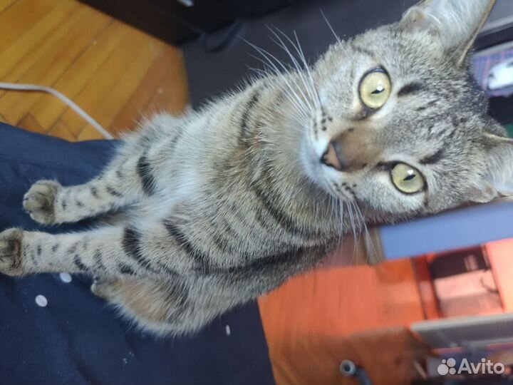 Отдам в добрые руки кота и кошку