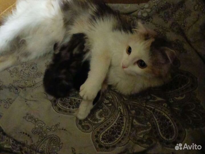 Домашние животные котята