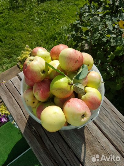 Яблоки домашние
